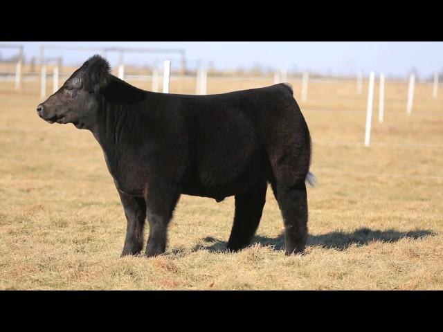 LOT 1 Rodgers Cattle Co Steer Sale on STEERBIDDER