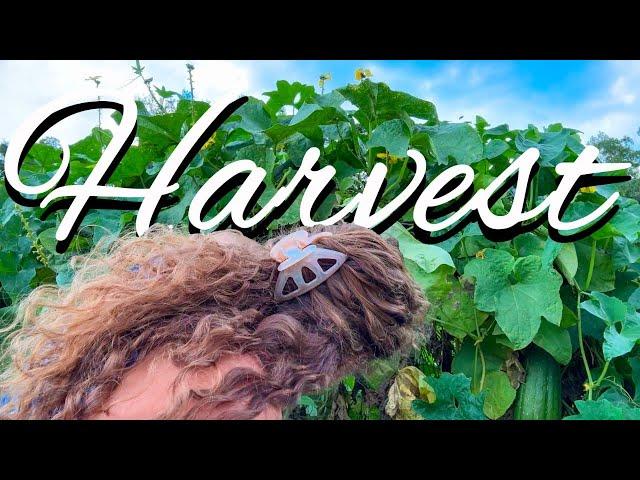 Final HARVEST Frenzy! ️ Racing Rain in the Garden ️ Virginia Zone 7 GARDEN HARVEST 