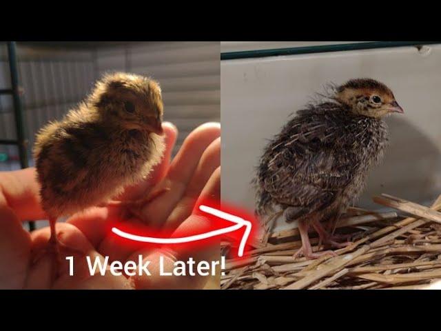 Getting Started with Coturnix Quails