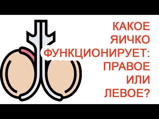 Какое яичко функционирует: правое или левое? / Доктор Черепанов