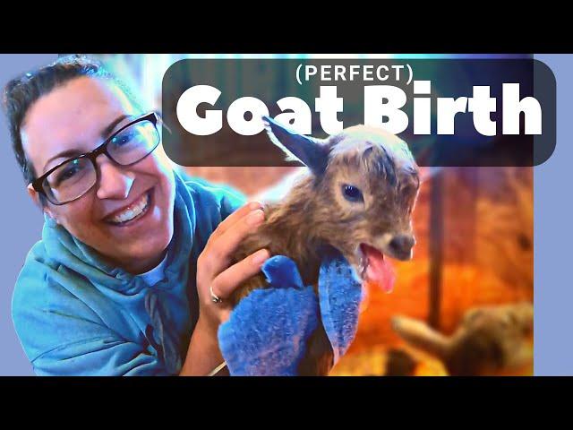 Nigerian Dwarf Goat Birth: Flawless Delivery of MULTIPLES!