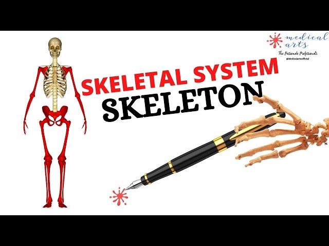 Anatomy & Physiology SKELETAL System Composition - Review.