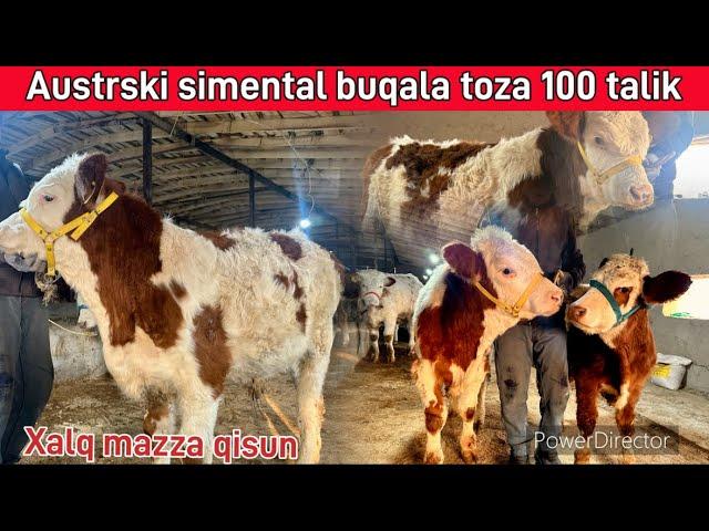 Sutan chiqan toza austrski buqachala️99 397 04 52️94 396 04 52️@Samandaruzz