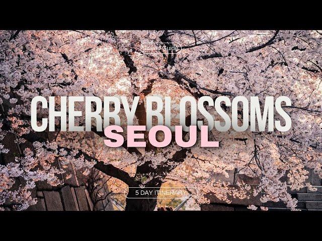 Cherry Blossom Season in Seoul 2024 | Korea Travel Tips