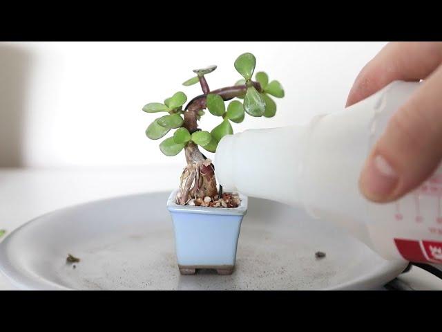 How to make a tiny bonsai, Mame, from a Dwarf Jade cutting!