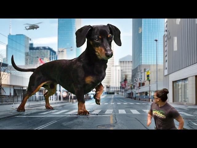 WIENERZILLA - Attack of the Giant Dachshund!