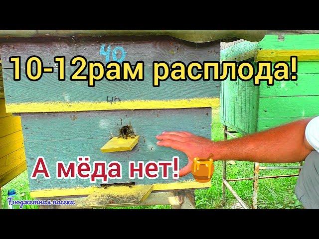 Расплод есть а мёда в зиму нет, что делать?