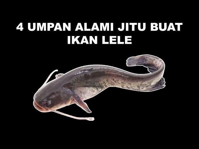 4 Umpan Alami Jitu Buat Ikan Lele