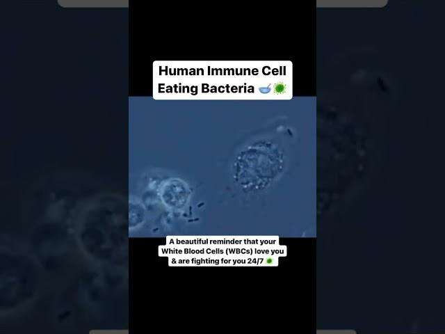 Human Immune Cell Eating Bacteria #microbiology