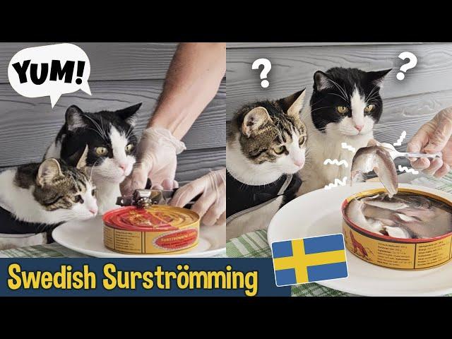 Cats Try Surströmming - The Smelliest Food In The World!