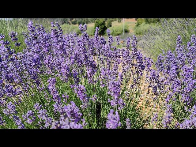 Lavender and bees in 4K UHD 60fps