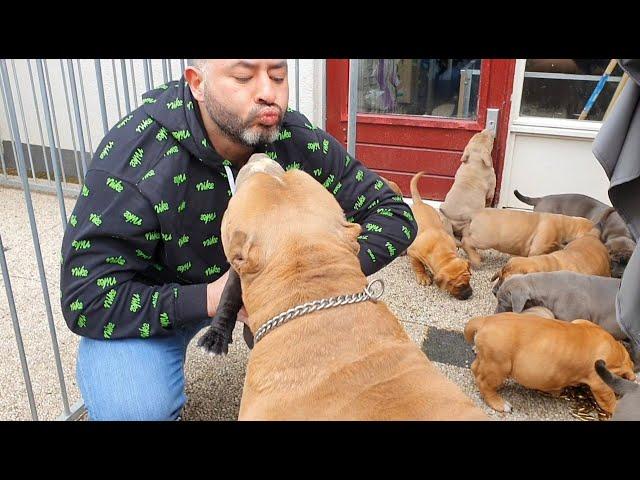 this is how Magnum reacts when he sees his puppies for the first time.