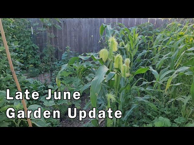 Late June Garden Update and Tour and Good Stuff To Eat