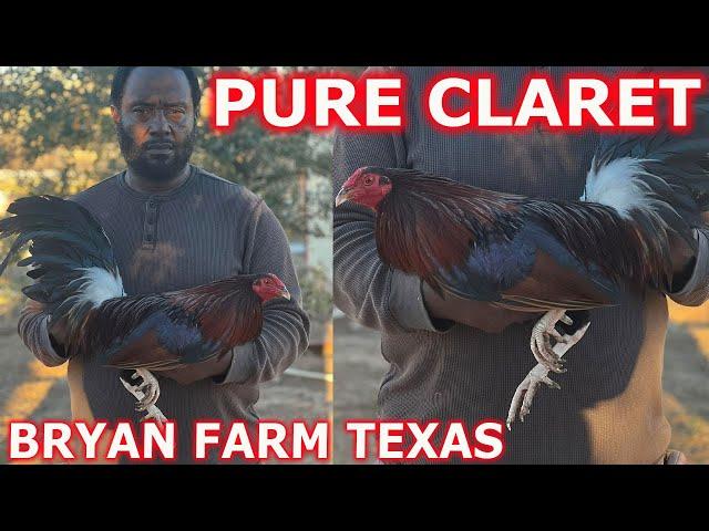 TEXAS !! Pure Claret Ronnie Bryan Farm - Beautiful Birds ‼️ Farm Visit