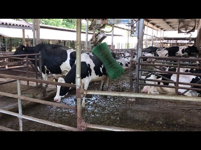 japapnese cow getting a massage