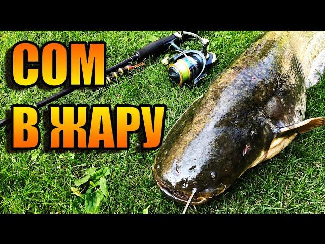 РЫБАЛКА НА СПИННИНГ В ЖАРУ | ЖДАЛ СУДАКА, А КЛЮНУЛ СОМ | FISHING