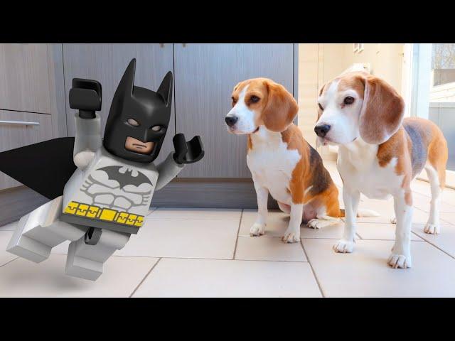 LEGO BATMAN vs FUNNY DOGS ANIMATION