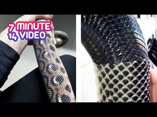 Satisfying Snake ASMR Videos | Helping a Snake Shed its Skin, November 2019 | 003