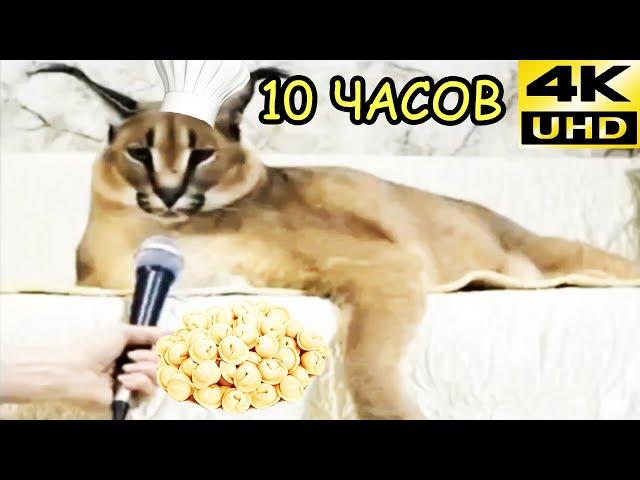 Вот он настоящий пельмень (шлепа рекламирует пельмени) 10 часов | 10 hours