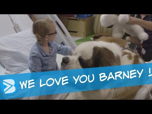 BARNEY a Therapy Dog in a Children’s Hospital