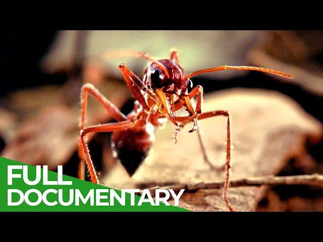 Micro Predators | Wild Ones | Episode 12 | Free Documentary Nature