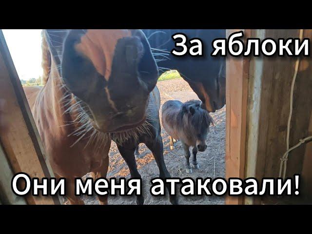 ⭕ Заехал в MERE, купил вкусняшек ///Лошади приставучки #SERVEROK ///  