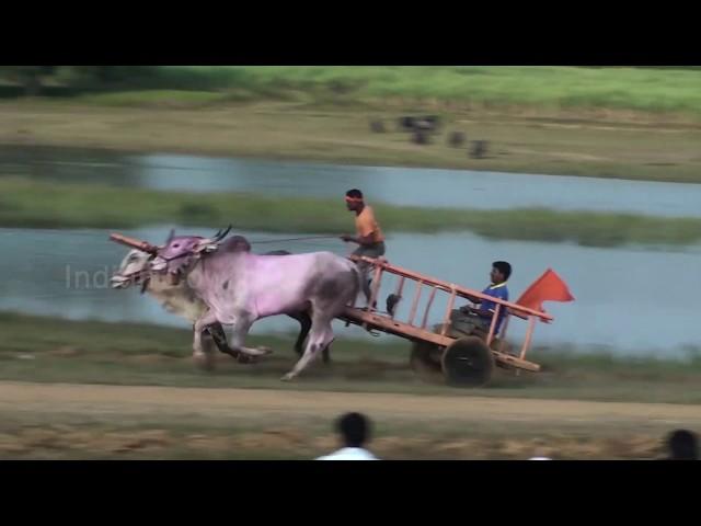 Experienced khillari bulls running at Tergaon race