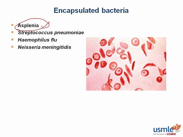 Encapsulated bacteria