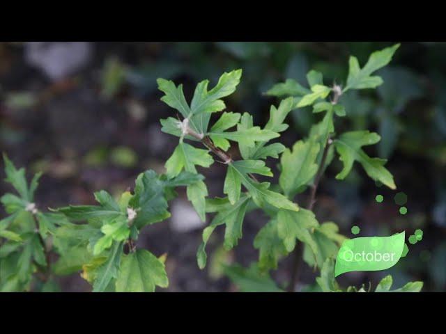 Hibiscus syriacus Lady Stanley from March to November. Гибискус сирийский древови́дный Lady Stanley