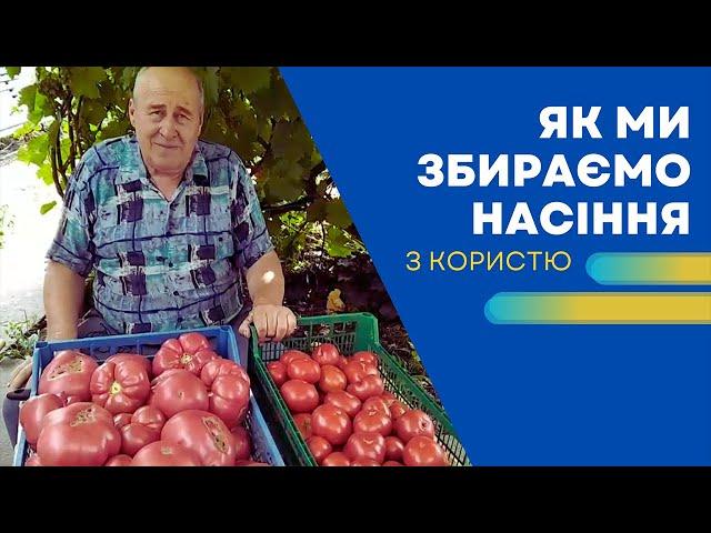 Як ми збираємо насіння з користю!