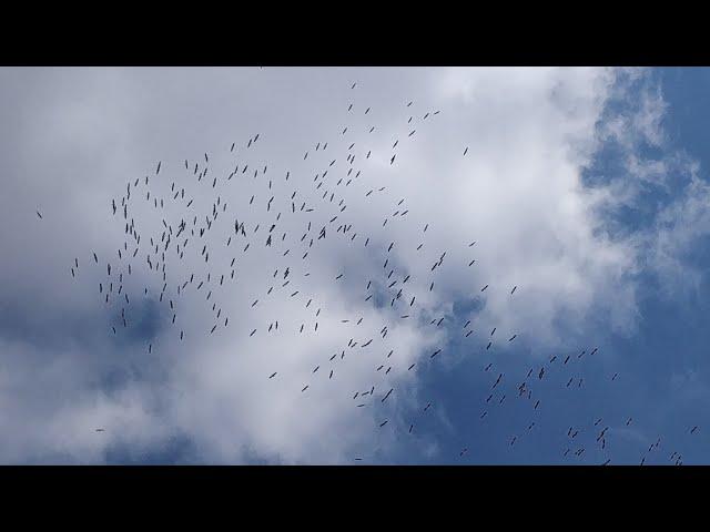 Flying With Storks