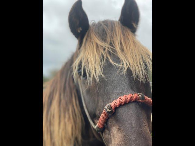 How To Ride A Rocky Mountain Horse and Info On Riding Young Horses- Shane