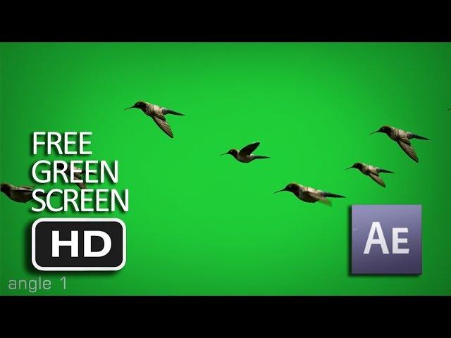 Free Green Screen - Flying Birds Animated (Moving) HD