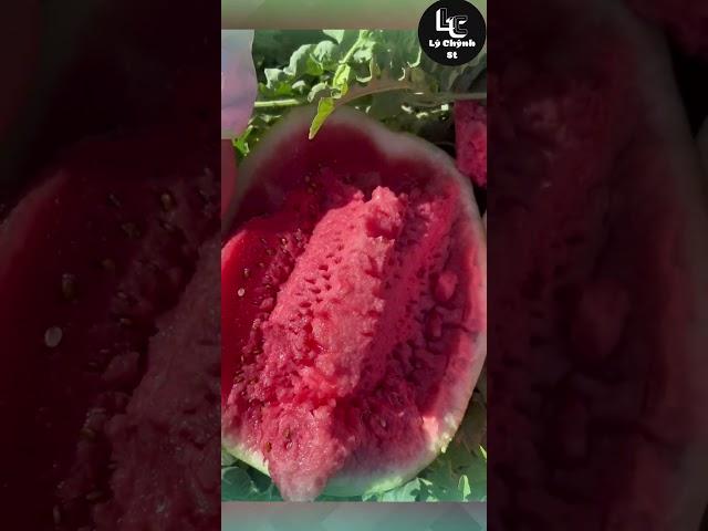 Farm fresh ninja fruit cutting #50 | Ly Chynh St  #shorts