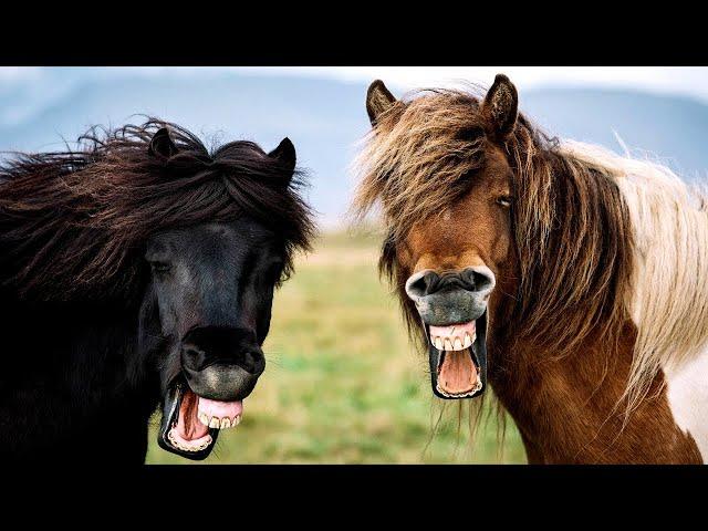 ПРИКОЛЫ С ЛОШАДЬМИ РЖУ!!!FUNNY HORSES СМЕШНЫЕ ЛОШАДИ JOKES WITH HORSES Cute moments of the horses