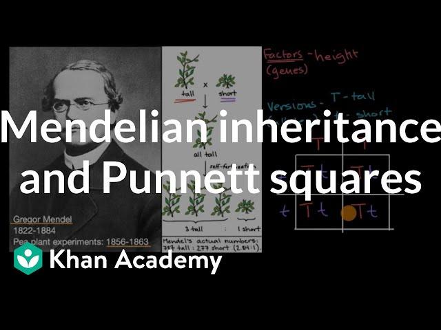 Mendelian inheritance and Punnett squares | High school biology | Khan Academy