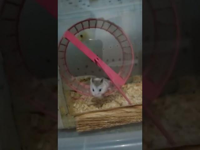 PLaytime ng MaLiLiit kong ALaga #hamster