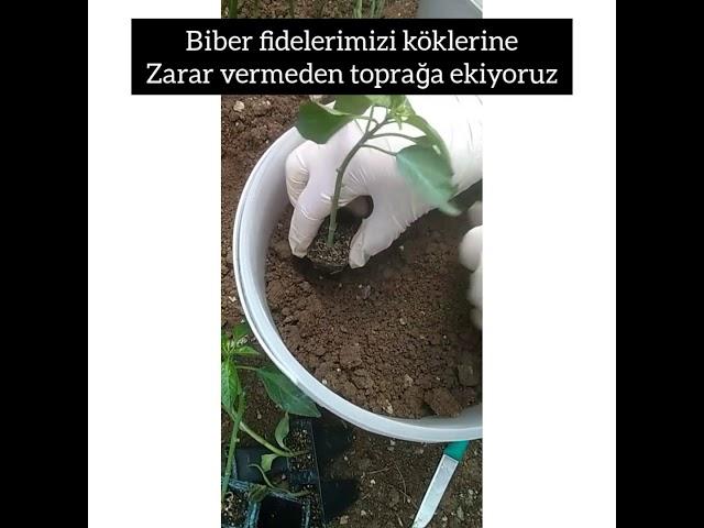 BİBER FİDESİ NASIL EKİLİR? BİBER NASIL EKİLİR?