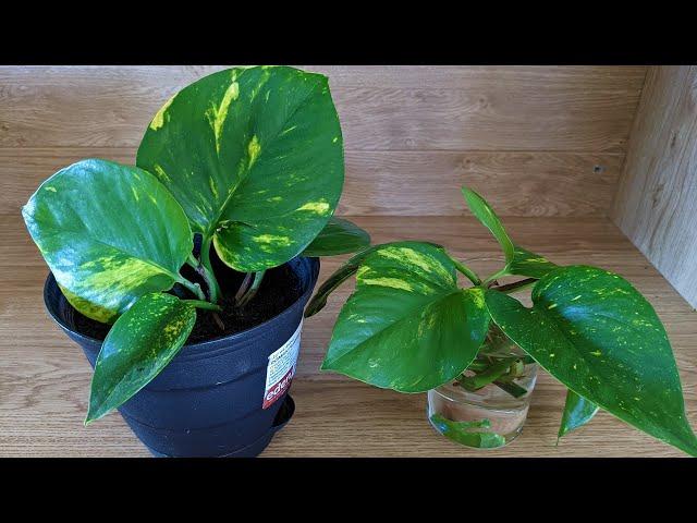 How to Propagate Golden Pothos - Money Plant - Two Methods - Quick Guide