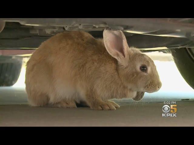 Bunny Rabbit Invasion In Antioch Neighborhood Causes Headache For Residents