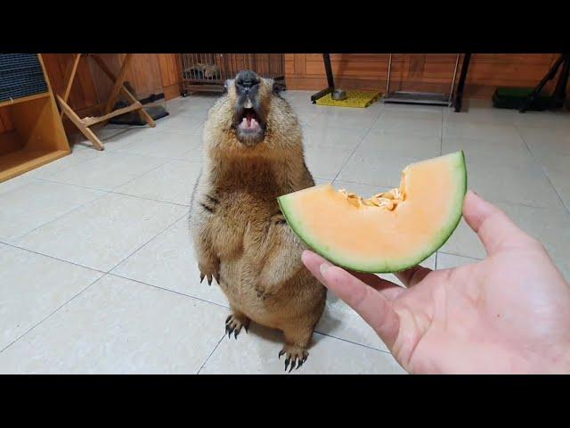 marmot experience yellow flesh watermelon