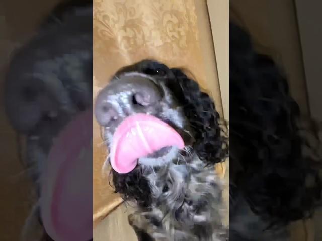 Это Линда️ #животные #2023 #shortsvideo #shortvideo #dog #dogs #shorts #short #shortsyoutube