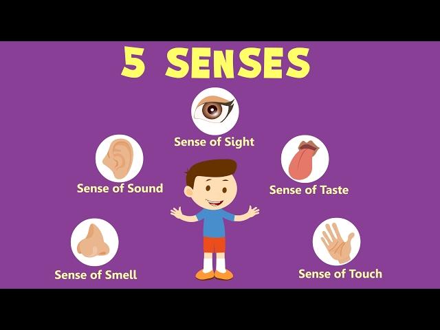 Human Sense Organs | Learn about five Senses