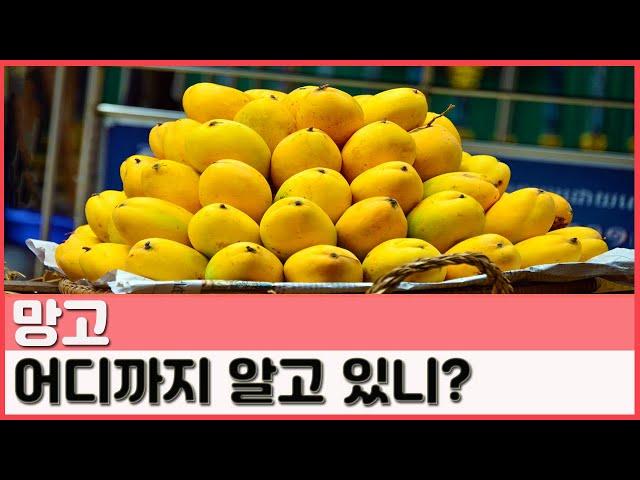 열대과일 망고 파헤치기 꿀팁전수 : mango |요알남 Mingstar