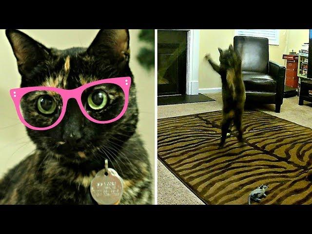 CAT REDFOO? | Ultimate Cat Jumping Workout | MOORE APPROVED FUNNY CAT VIDEOS