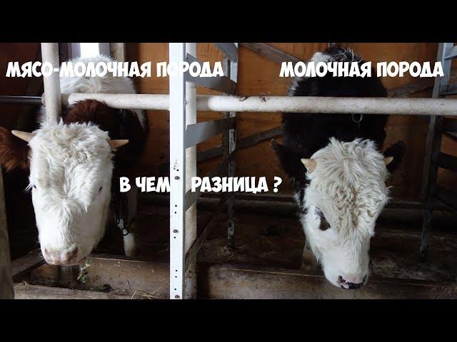 Сравнение  бычков симментальской и молочной породы