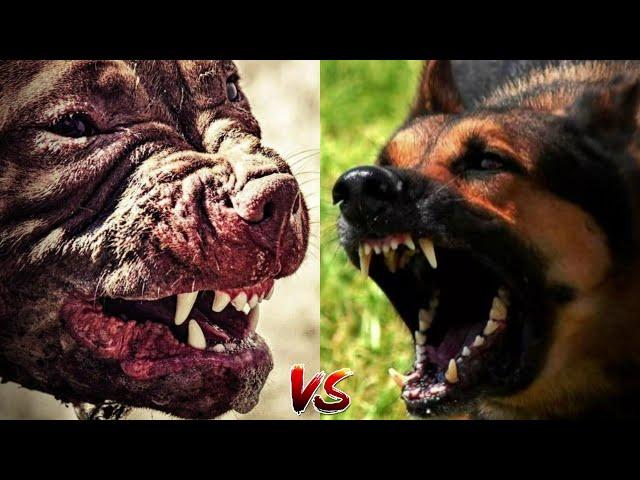 Питбуль против Немецкая овчарка КТО ПОБЕДИТ? Pitbull vs German shepherd!