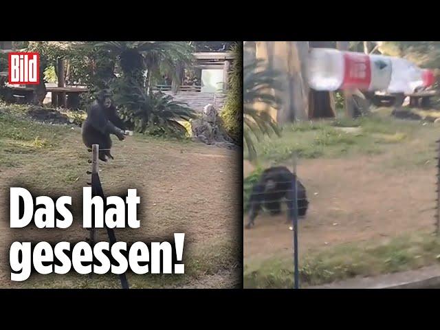 Tierquälerei im Zoo: Besucher bewerfen Affen, dann rastet er aus