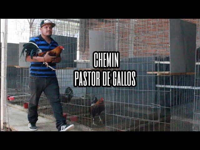 La labor del pastor - Chemin