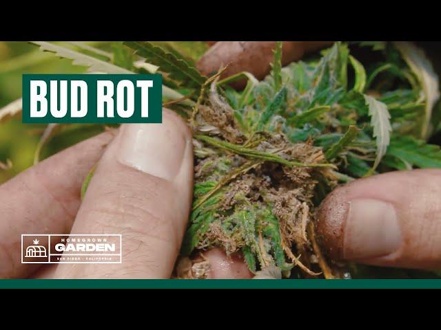 Dealing with Cannabis Bud Rot | Homegrown Cannabis Co. Garden